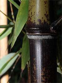 Phyllostachys Nigra