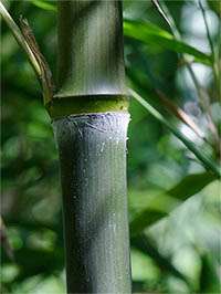 Phyllostachys atrovaginata