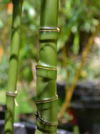 Phyllostachys aurea