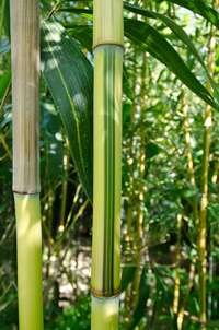 Phyllostachys aureosulcata Spectabilis