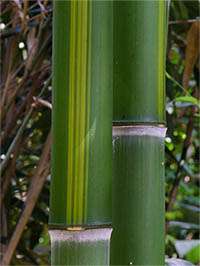 Phyllostachys vivax huangwenzhu